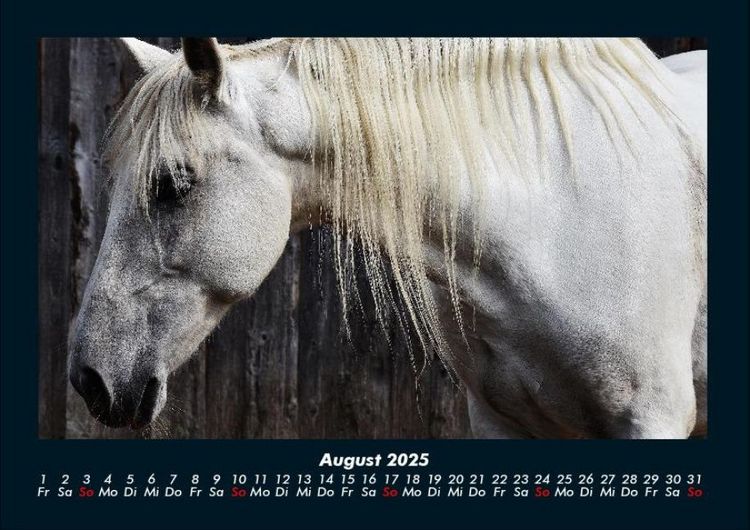 Produktbild: Pferdegefl&uuml;ster 2025 Fotokalender DIN A4