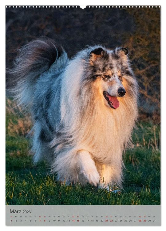 Produktbild: Traumhund Collie - Liebe auf vier Pfoten (Wandkalender 2026 DIN A2 hoch), CALVENDO Monatskalender