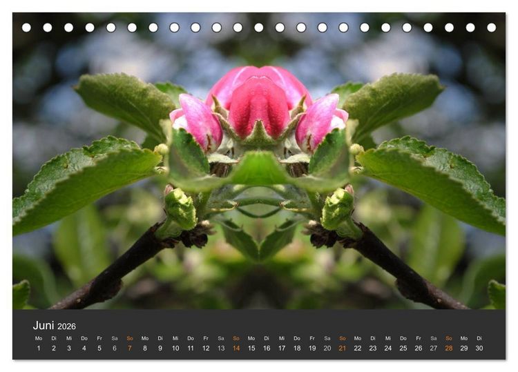 Produktbild: Spiegelwelten - Im Reich der Naturwesen (Tischkalender 2026 DIN A5 quer), CALVENDO Monatskalender