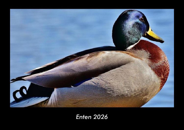 Produktbild: Enten 2026 Fotokalender DIN A3