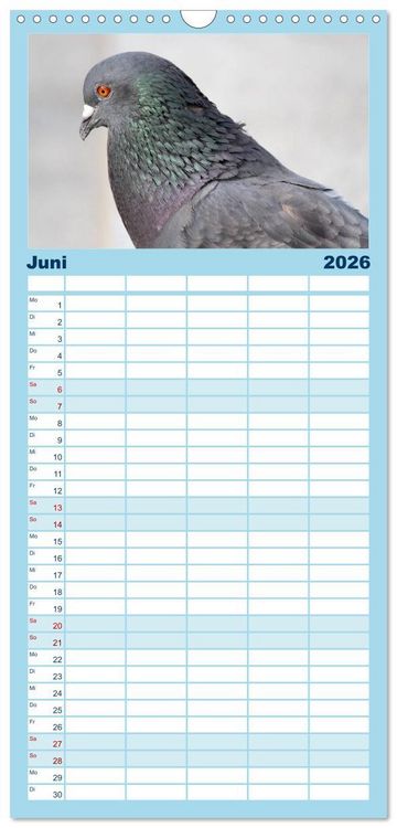 Produktbild: Familienplaner 2026 - Geliebte Tauben mit 5 Spalten (Wandkalender, 21 x 45 cm) CALVENDO