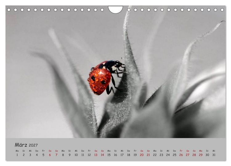 Produktbild: Gl&uuml;cksk&auml;fer (Wandkalender 2027 DIN A4 quer), CALVENDO Monatskalender