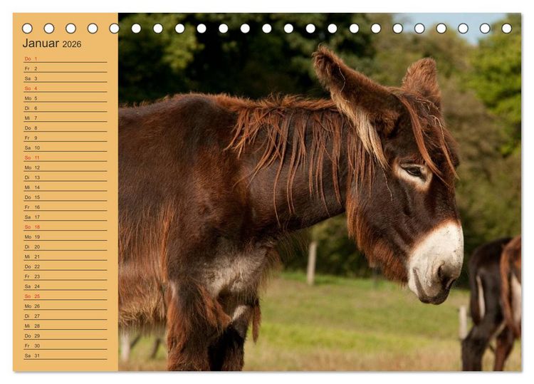 Produktbild: Gro&szlig;esel an der Loreley (Tischkalender 2026 DIN A5 quer), CALVENDO Monatskalender