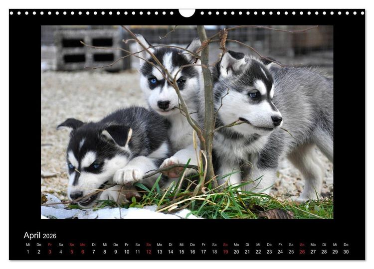 Produktbild: Husky-Kalender (Wandkalender 2026 DIN A3 quer), CALVENDO Monatskalender