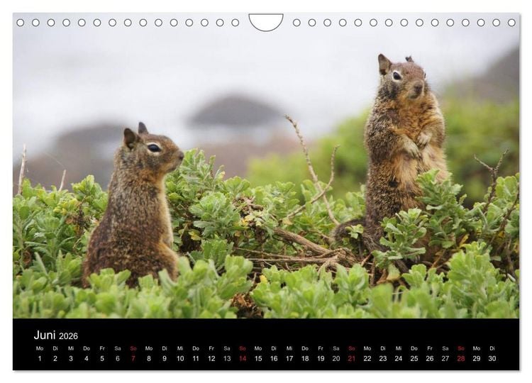 Produktbild: Monterey California (Wandkalender 2026 DIN A4 quer), CALVENDO Monatskalender