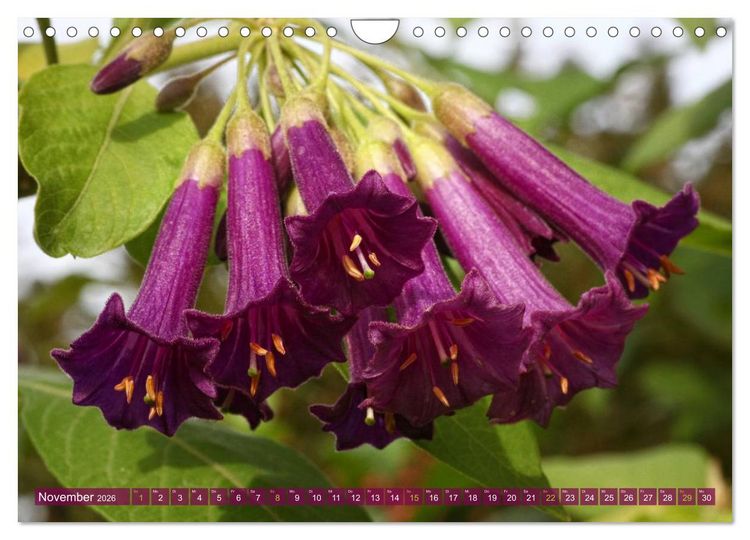 Produktbild: Flower Power - Zauberhafte K&uuml;belpflanzen (Wandkalender 2026 DIN A4 quer), CALVENDO Monatskalender