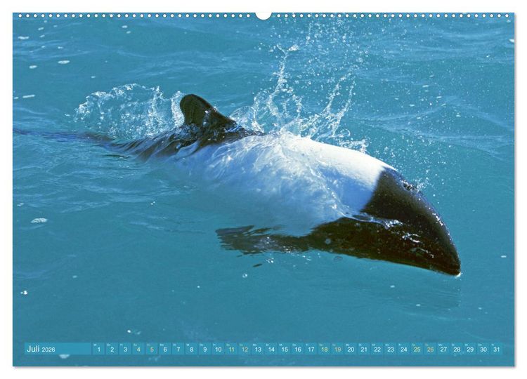 Produktbild: Delfine: Elegante Wellenreiter (hochwertiger Premium Wandkalender 2026 DIN A2 quer), Kunstdruck in Hochglanz