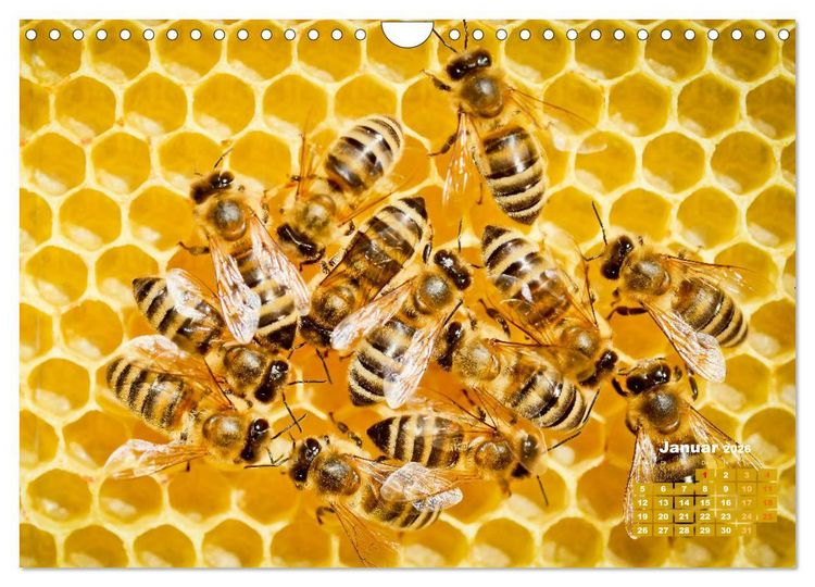 Produktbild: Ein Leben f&uuml;r den Honig - Bienen und Imker (Wandkalender 2026 DIN A4 quer), CALVENDO Monatskalender