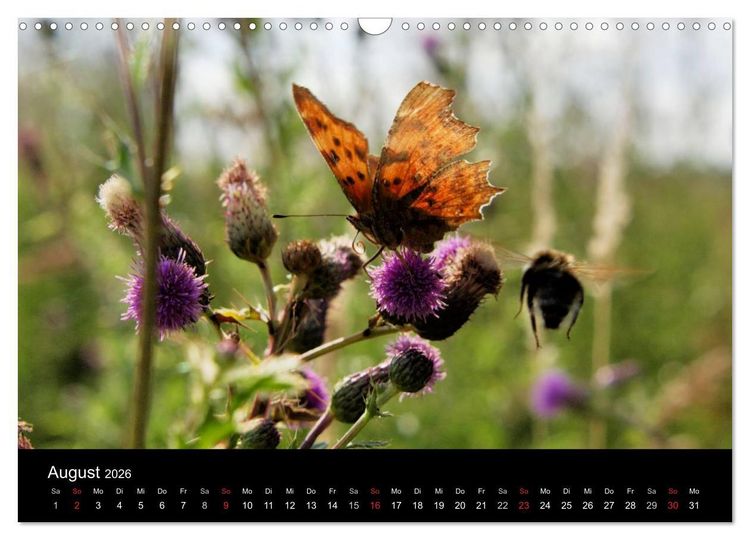 Produktbild: Schmetterlinge in Deutschland (Wandkalender 2026 DIN A3 quer), CALVENDO Monatskalender
