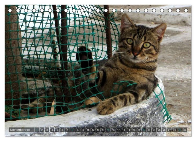 Produktbild: SAMTPFOTEN auf Mykonos (Tischkalender 2026 DIN A5 quer), CALVENDO Monatskalender