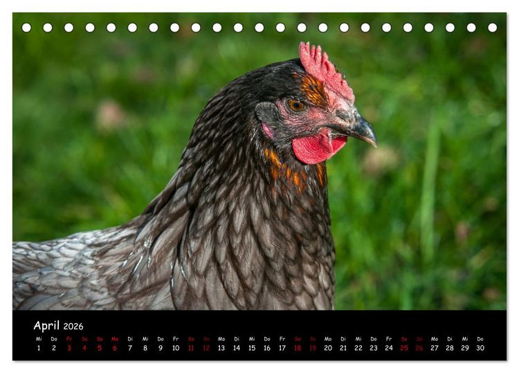 Produktbild: Neues von den Gartenh&uuml;hnern (Tischkalender 2026 DIN A5 quer), CALVENDO Monatskalender