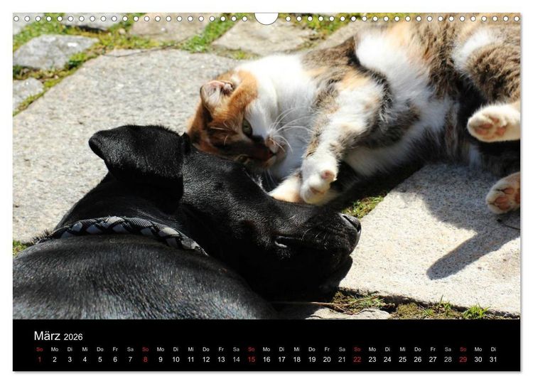 Produktbild: Der schwarze Hund und seine Freunde (Wandkalender 2026 DIN A3 quer), CALVENDO Monatskalender