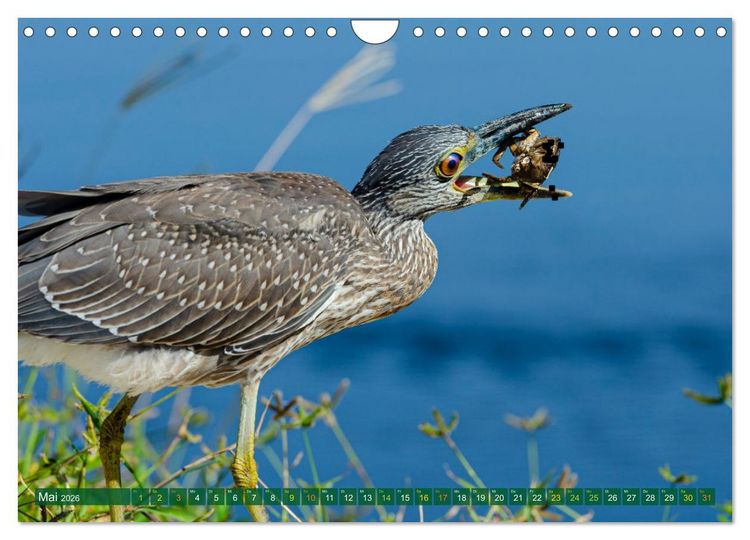 Produktbild: Gr&uuml;nreiher - Krabbenreiher - Nachtreiher (Wandkalender 2026 DIN A4 quer), CALVENDO Monatskalender