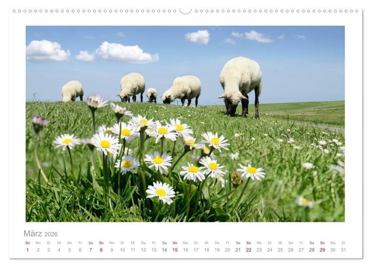 Produktbild: Nordsee Schafe (hochwertiger Premium Wandkalender 2026 DIN A2 quer), Kunstdruck in Hochglanz