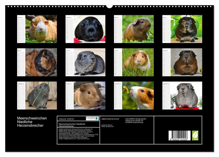 Produktbild: Meerschweinchen Niedliche Herzensbrecher (hochwertiger Premium Wandkalender 2026 DIN A2 quer), Kunstdruck in Hochglanz