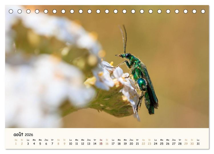 Produktbild: Nos amis les insectes (Calendrier de bureau 2026 DIN A5 vertical), CALVENDO calendrier mensuel