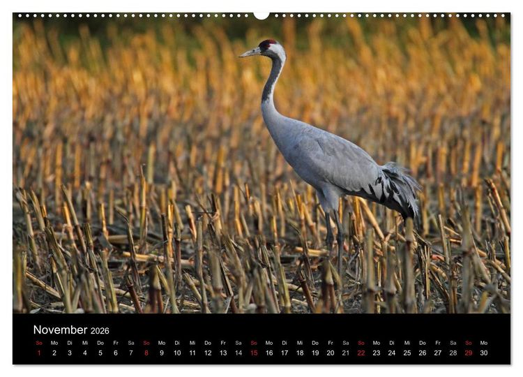 Produktbild: Kranich-Land Brandenburg (hochwertiger Premium Wandkalender 2026 DIN A2 quer), Kunstdruck in Hochglanz