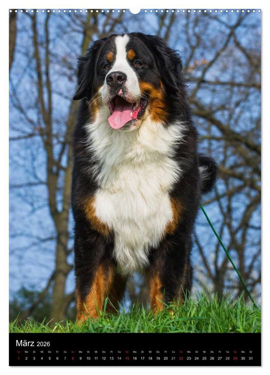 Produktbild: Faszination Berner Sennenhund (hochwertiger Premium Wandkalender 2026 DIN A2 hoch), Kunstdruck in Hochglanz