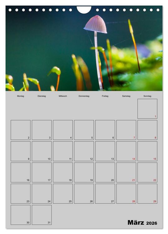 Produktbild: Quer durch die Pilze (Wandkalender 2026 DIN A4 hoch), CALVENDO Monatskalender