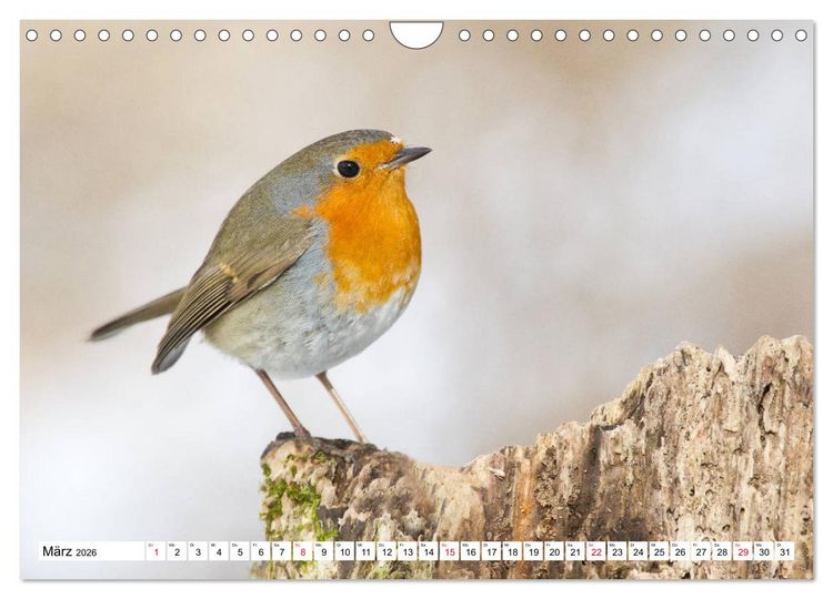 Produktbild: Geliebtes Rotkehlchen (Wandkalender 2026 DIN A4 quer), CALVENDO Monatskalender