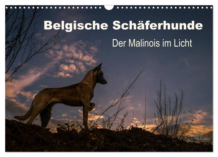 Belgische Schäferhunde - Der Malinois im Licht (Wandkalender 2025 DIN A3 quer), CALVENDO Monatskalender