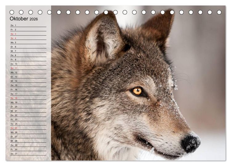 Produktbild: W&ouml;lfe. Graue Eminenzen (Tischkalender 2026 DIN A5 quer), CALVENDO Monatskalender