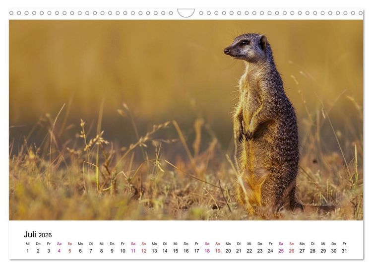 Produktbild: Erdm&auml;nnchen - coole Typen (Wandkalender 2026 DIN A3 quer), CALVENDO Monatskalender