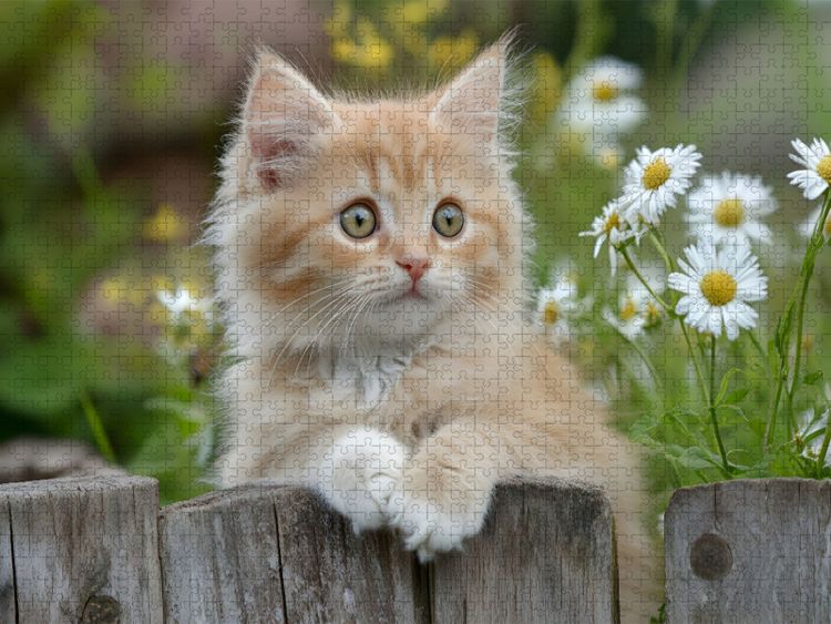 Produktbild: CALVENDO Puzzle Roter Kater im Garten | 2000 Teile Lege-Gr&ouml;&szlig;e 90x67cm Foto-Puzzle f&uuml;r gl&uuml;ckliche Stunden