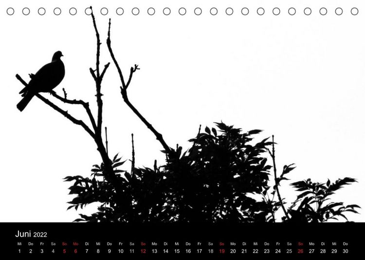 Produktbild: Kieler V&ouml;gel (Tischkalender 2022 DIN A5 quer)