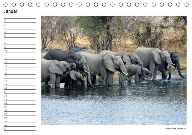 Produktbild: begegnungen - elefanten im s&uuml;dlichen afrika (Tischkalender immerw&auml;hrend DIN A5 quer)