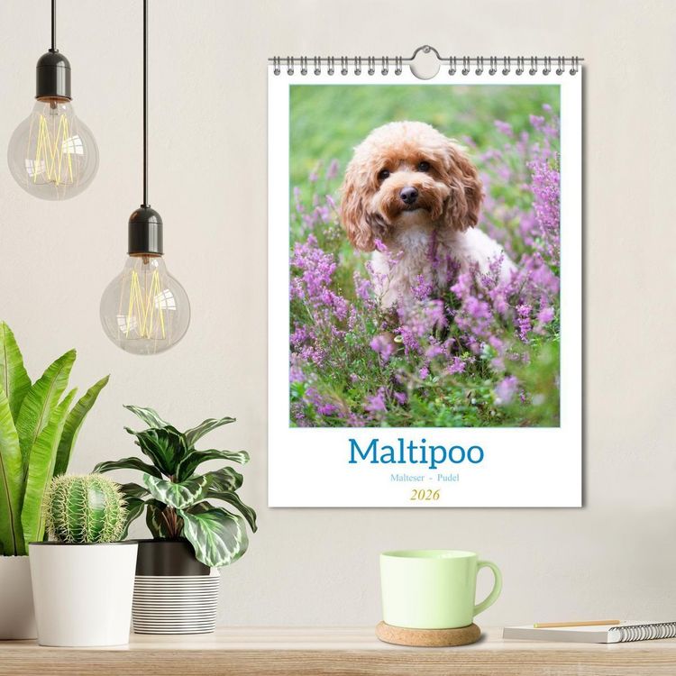 Produktbild: Maltipoo - Malteser - Pudel 2026 (Wandkalender 2026 DIN A4 hoch), CALVENDO Monatskalender