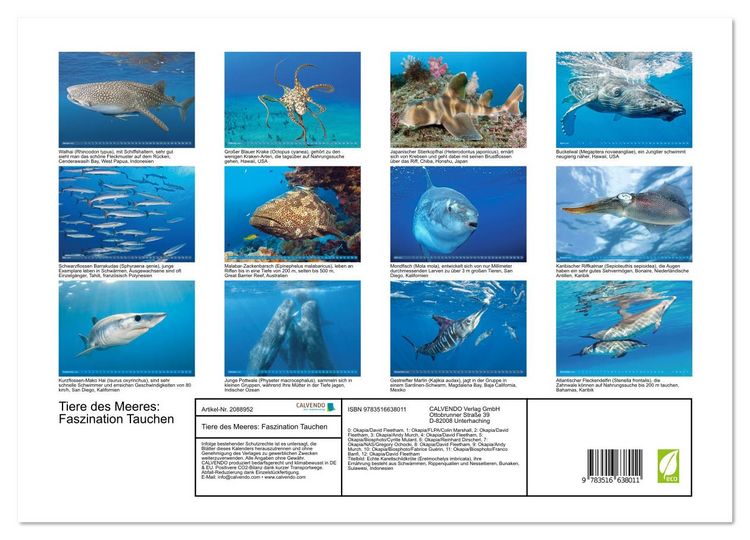 Produktbild: Tiere des Meeres: Faszination Tauchen (Wandkalender 2026 DIN A3 quer), CALVENDO Monatskalender