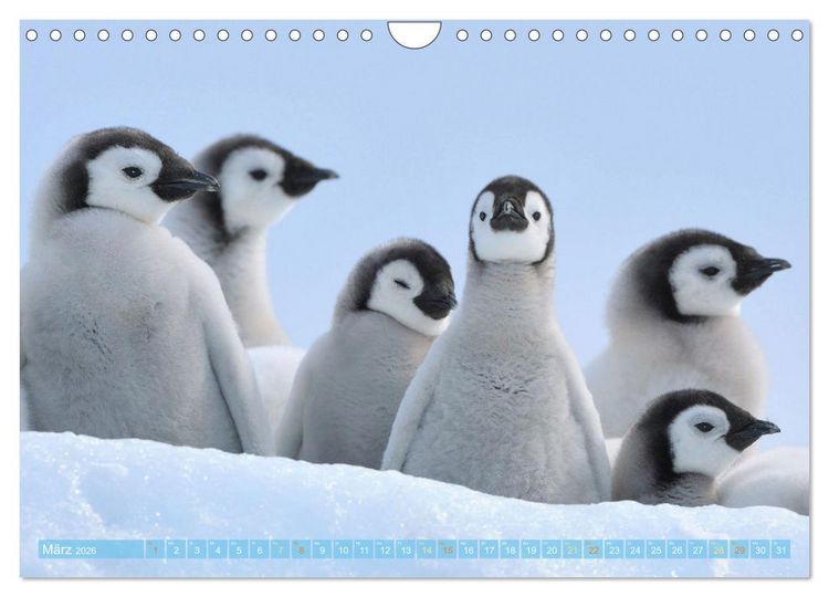 Produktbild: Pinguine: Gehupft wie gesprungen (Wandkalender 2026 DIN A4 quer), CALVENDO Monatskalender