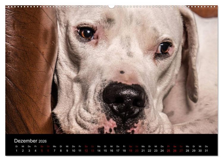 Produktbild: DOGO ARGENTINO (Wandkalender 2026 DIN A2 quer), CALVENDO Monatskalender