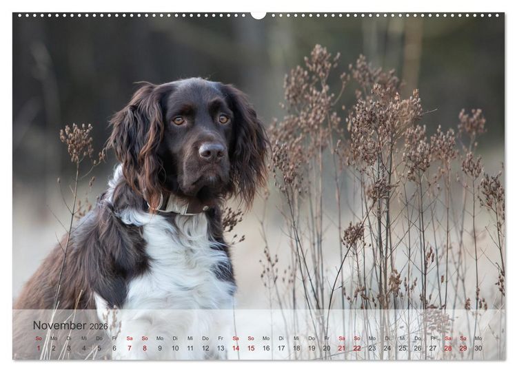 Produktbild: Der kleine M&uuml;nsterl&auml;nder (Wandkalender 2026 DIN A2 quer), CALVENDO Monatskalender