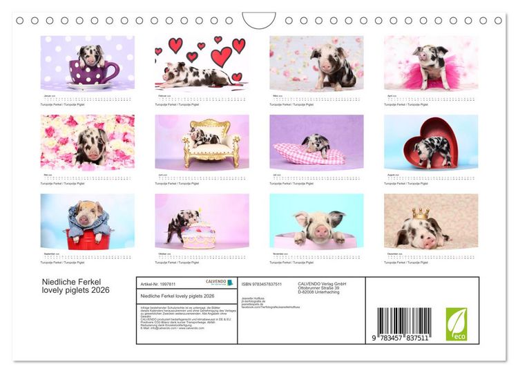 Produktbild: Niedliche Ferkel lovely piglets 2026 (Wandkalender 2026 DIN A4 quer), CALVENDO Monatskalender