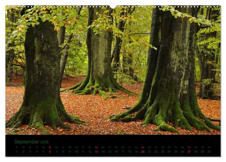 Produktbild: Baumgefl&uuml;ster (Wandkalender 2026 DIN A2 quer), CALVENDO Monatskalender