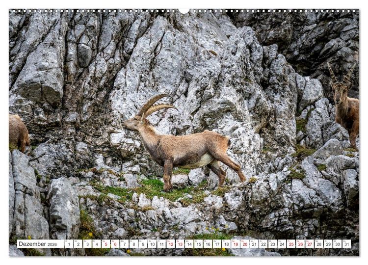 Produktbild: Steinb&ouml;cke - Majest&auml;tische Tiere der Alpen (Wandkalender 2026 DIN A2 quer), CALVENDO Monatskalender