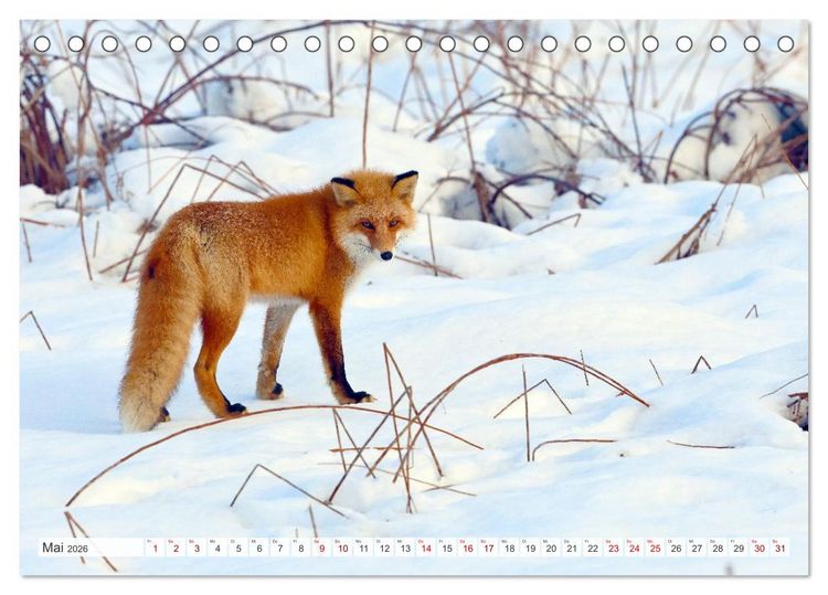 Produktbild: Wildes Japan - Hokkaido im Winter (Tischkalender 2026 DIN A5 quer), CALVENDO Monatskalender