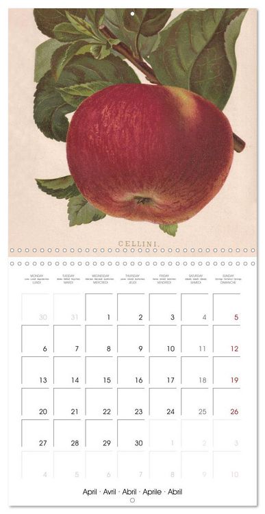 Produktbild: Art & Pomology - Apples 2026 (Wall Calendar 2026 12 &times; 12 Inch) CALVENDO 12 Month Wall Calendar