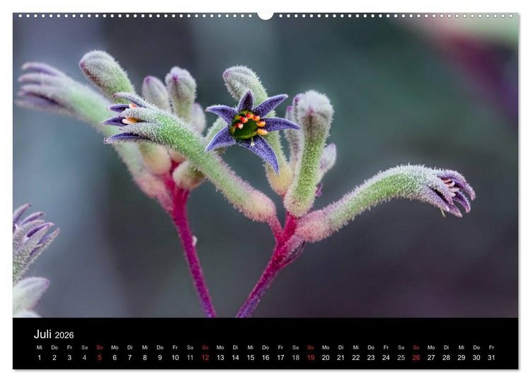 Produktbild: Australien 2026 Natur und Kultur (Wandkalender 2026 DIN A2 quer), CALVENDO Monatskalender