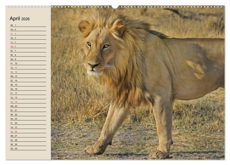 Produktbild: L&ouml;wen. Majest&auml;tische Kraft (Wandkalender 2026 DIN A2 quer), CALVENDO Monatskalender