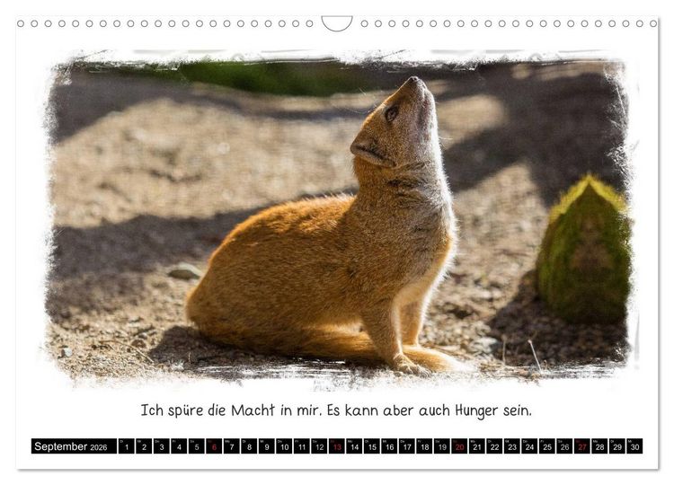 Produktbild: Tierisch witzig (Wandkalender 2026 DIN A3 quer), CALVENDO Monatskalender