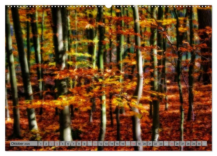 Produktbild: Spaziergang durch den Zauberwald (Wandkalender 2026 DIN A2 quer), CALVENDO Monatskalender