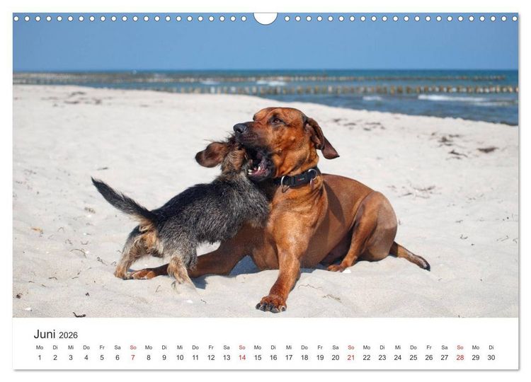 Produktbild: Ridgebacks - Hunde aus Afrika (Wandkalender 2026 DIN A3 quer), CALVENDO Monatskalender