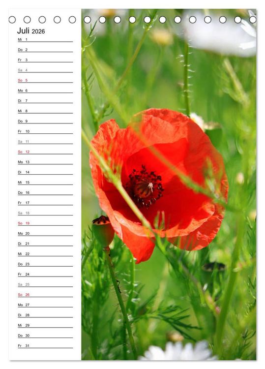 Produktbild: Mohn, zarte Bl&uuml;ten, starke Farben, der Geburtstagskalender (Tischkalender 2026 DIN A5 hoch), CALVENDO Monatskalender