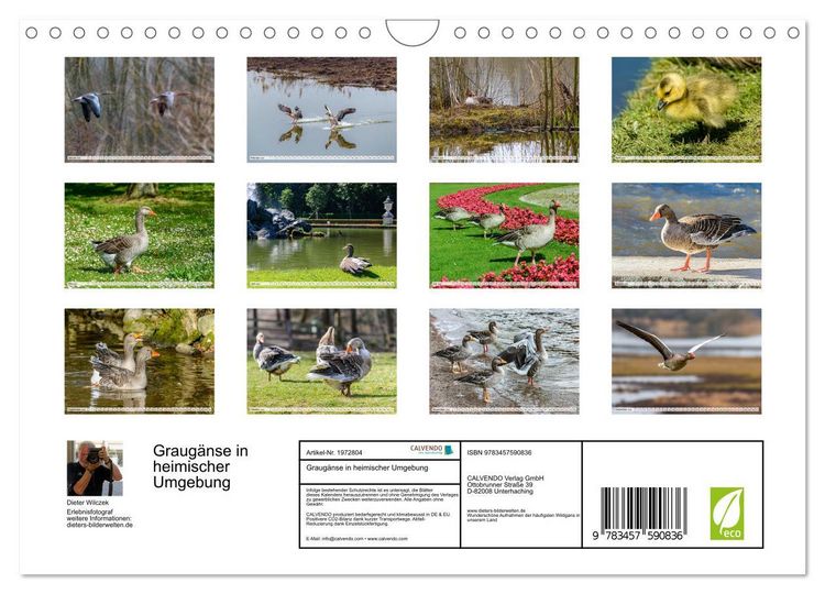 Produktbild: Graug&auml;nse in heimischer Umgebung (Wandkalender 2026 DIN A4 quer), CALVENDO Monatskalender