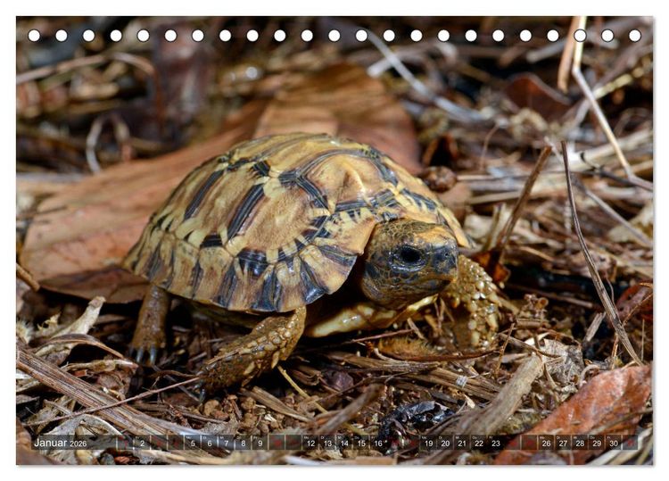 Produktbild: Reptilien auf Madagaskar (Tischkalender 2026 DIN A5 quer), CALVENDO Monatskalender