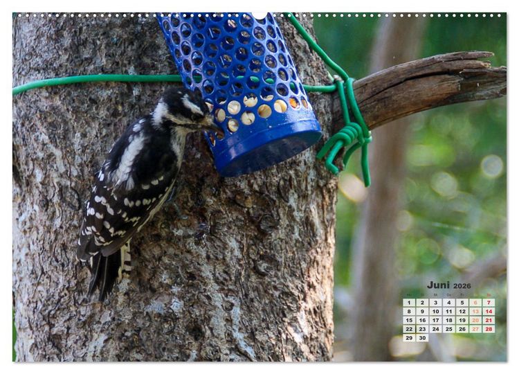 Produktbild: Kanadas charmante Kleintiere - Bezaubernde Einblicke in die Natur (hochwertiger Premium Wandkalender 2026 DIN A2 quer), Kunstdruck in Hochglanz