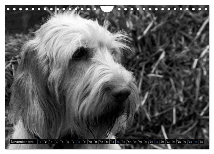 Produktbild: Carissimo Spinone Italiano (Wandkalender 2026 DIN A4 quer), CALVENDO Monatskalender